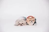 82年属狗今日运势查询：财运感情健康指南