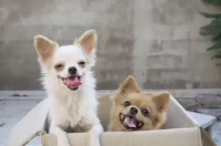 94年属狗今日运势详解：2025年重点提醒