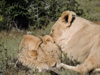 属鼠狮子座2025年运势解析:事业财运全指南